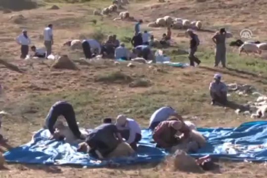 Hakkari'de kuzu kırpma şenliği