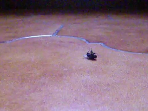 piège lumière mouche hip hop