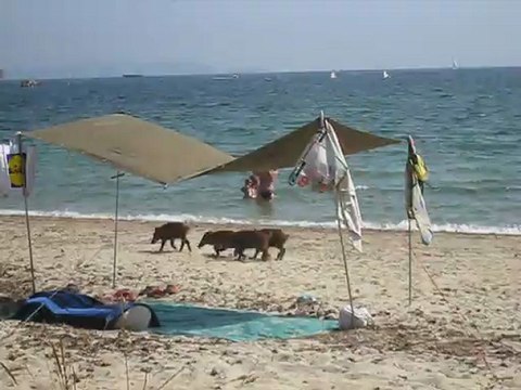 4 petits sangliers à la plage