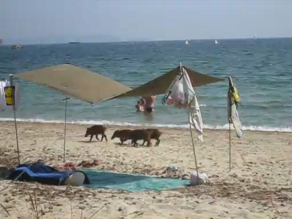 4 petits sangliers à la plage