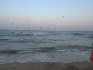 Les mouettes gourmandes !