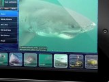 New App Lets You Follow Sharks