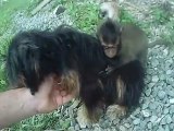 Bébé singe sur le dos d'un chien