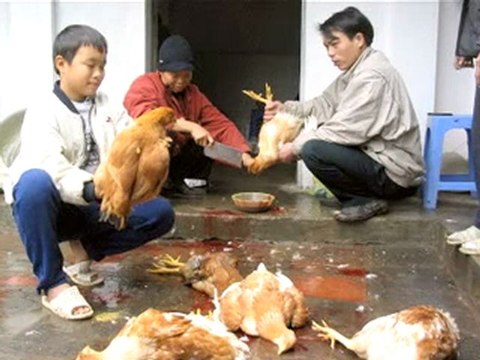 Swine Flu Pandemic 2009 : Anglo American Genocide Part I