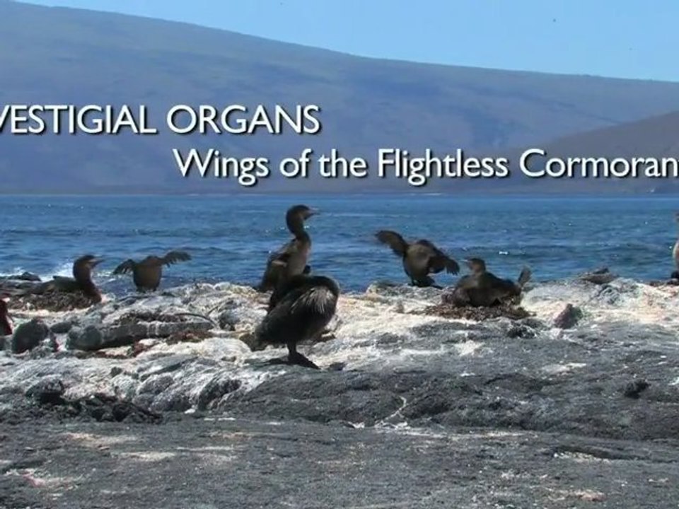Vestigial Organs The Wings of the Flightless Cormorant - Richard Dawkins