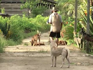 Borneo mega-dam 'nail in the coffin' for local people