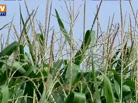 Les nappes phréatiques rechargées par les pluies du printemps et de juillet