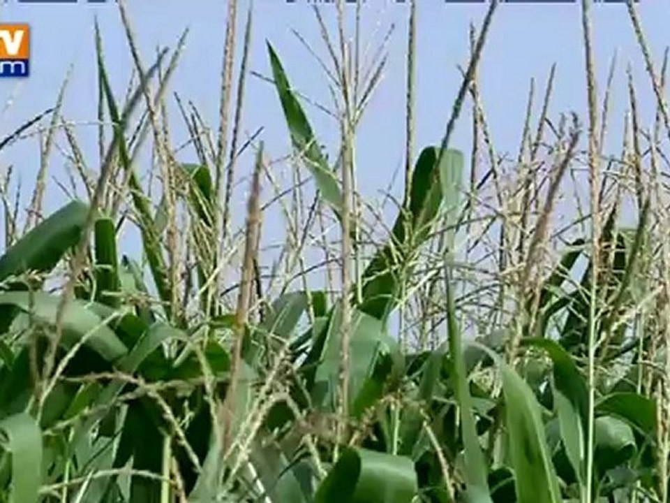 Les nappes phréatiques rechargées par les pluies du printemps et de juillet