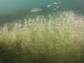 faune & flore du lac du bourget