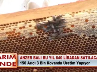ANZER BALI BU YIL 640 LİRADAN SATILACAK