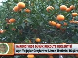 NARENCİYEDE DÜŞÜK REKOLTE BEKLENTİSİ