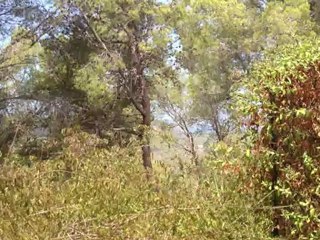 Concert de grillons, on the road, nord d'Ibiza