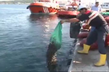 3,5 ton kaçak midye ele geçirildi