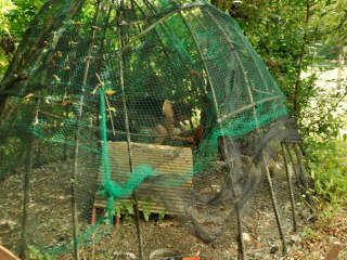 CLAIRE ...MANON DES SOURCES DE CHALABRE