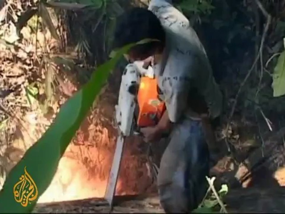 Corruption hinders Indonesia's logging ban