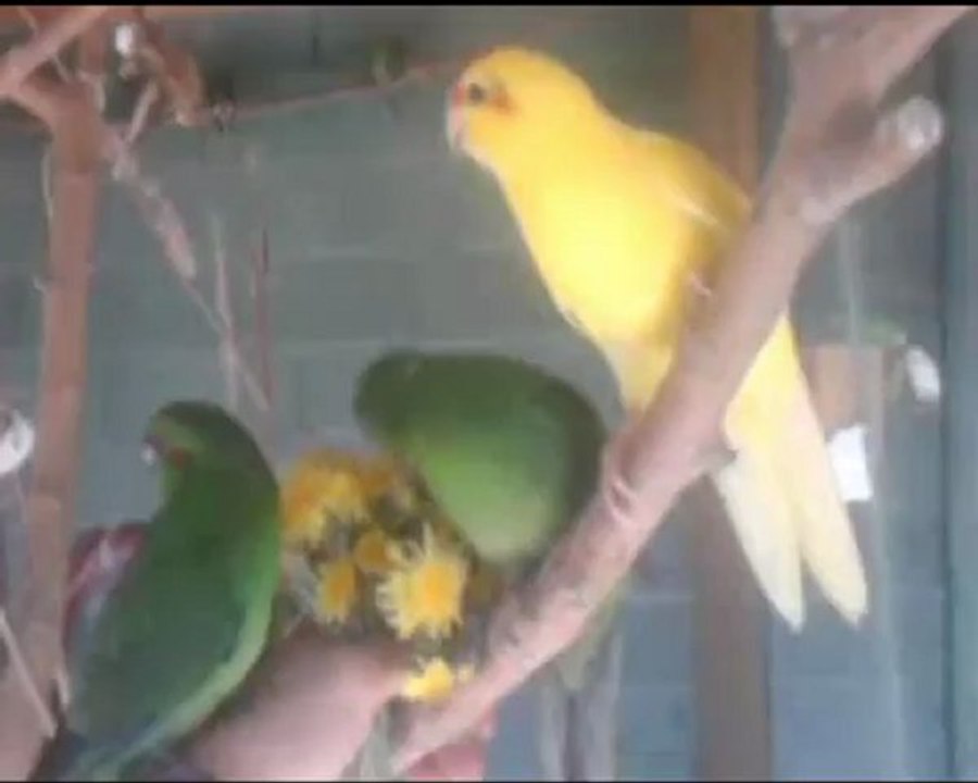 Du social aves les kakariki