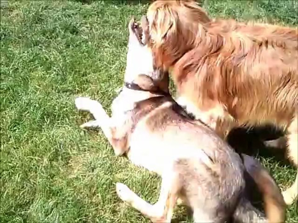 Diego et loki premier jeu