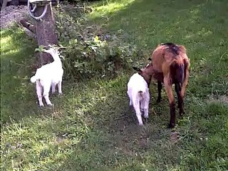 chevreaux