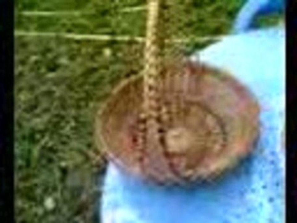 comment ramasser des pommes