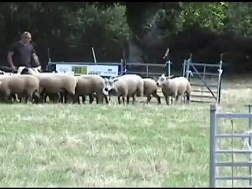 Concours Troupeau ChatMeillant 2012-1