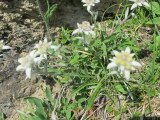 Fleurs des Alpes