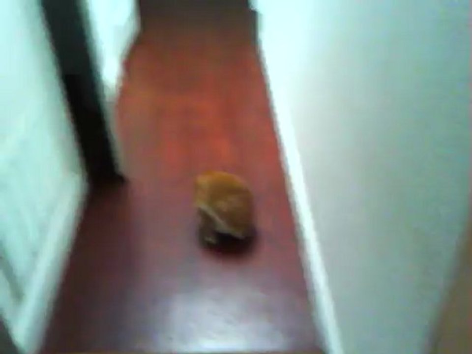 AUGUST 23RD, 2012 - NO AUTOMOBILE & A VERY CLUTTERED LIFE AFTER EID DAYS - H