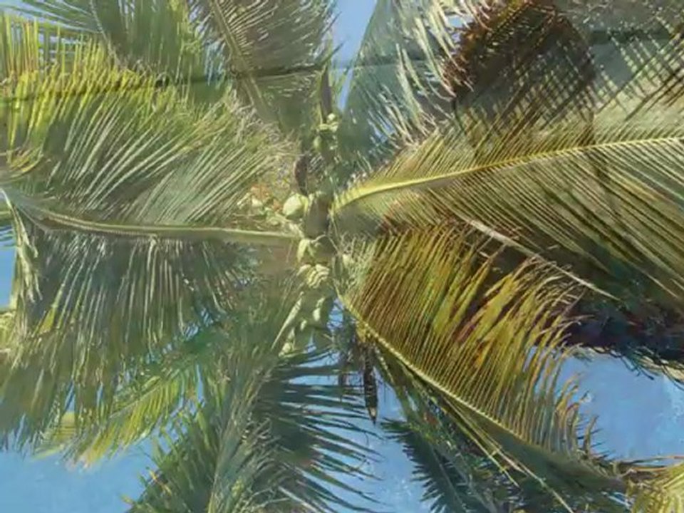 Sian Ka'an (Mexique) - Parov Stelar - Catgroove