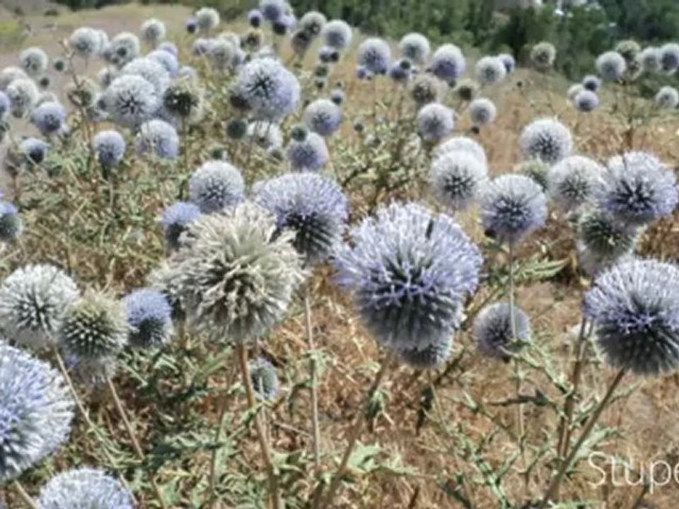 Çokrak Köyü (18.08.2012)-Erdal Doğan'ın kamerasından.