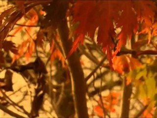 Autum - Vivaldi - Julia Fischer