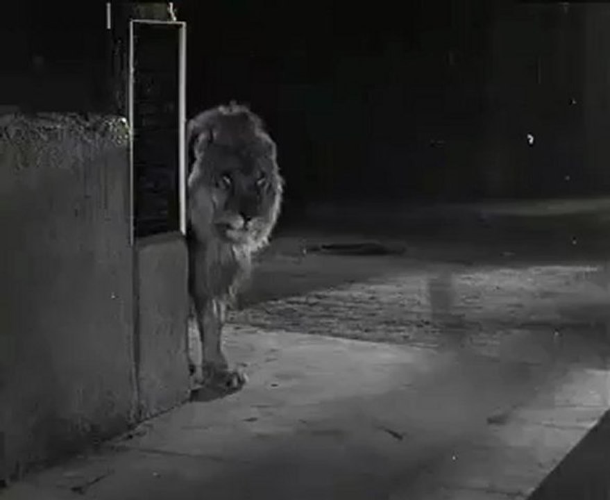 Laurel And Hardy The Chimp 1932 Full