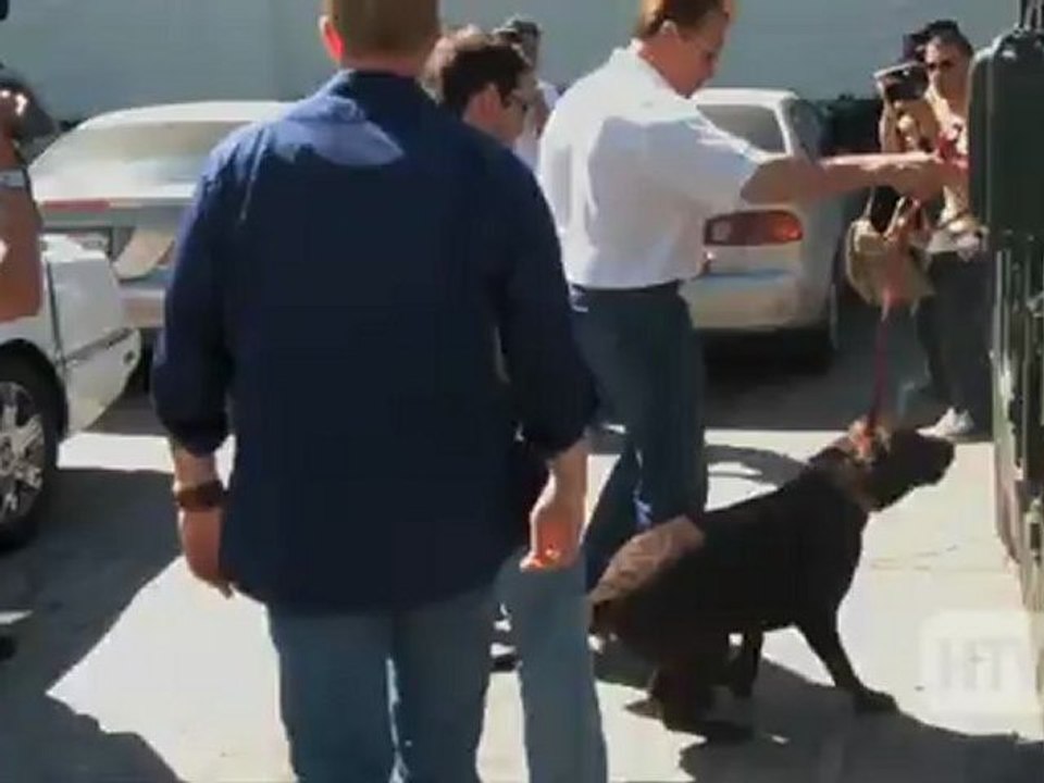 Labrador Retriever: Arnold Schwarzenegger And His Dog Seen Leaving Beverly Hills.