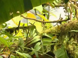 Costa Rica's forests used as biological model
