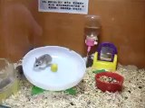 Bu Hamsterlar Oyunu Oynamayı Çok Seviyor