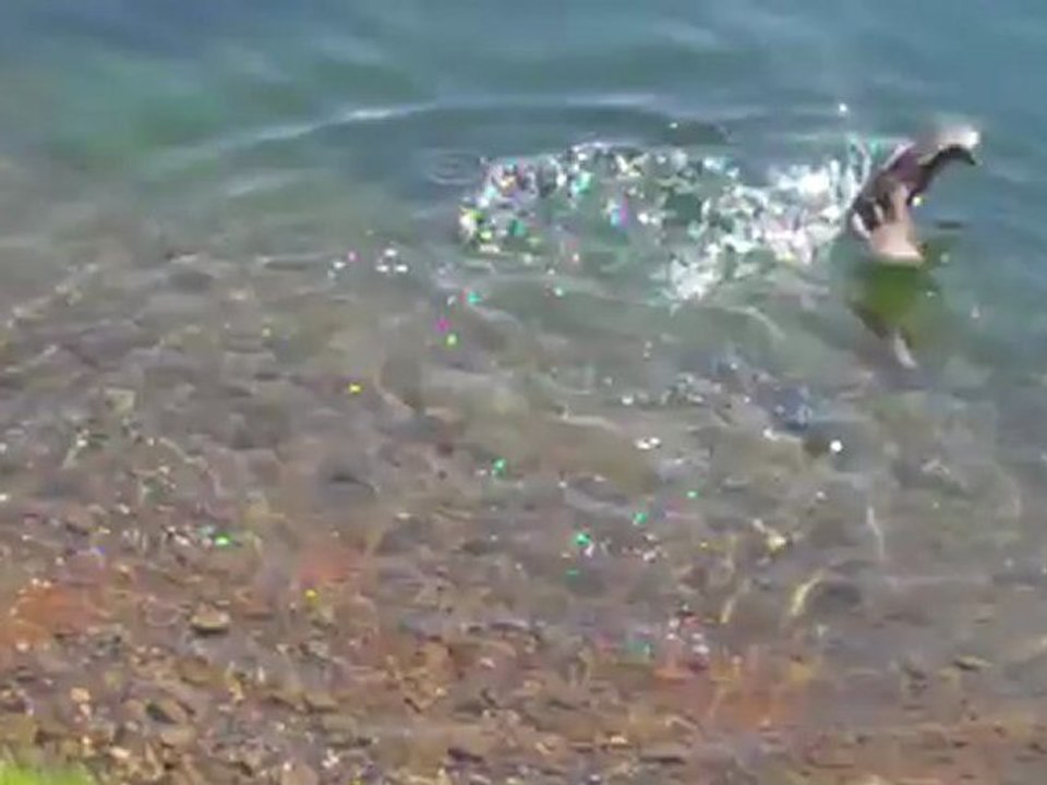 Un brochet attaque un caneton