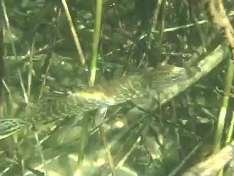 Perches et Brochets 1