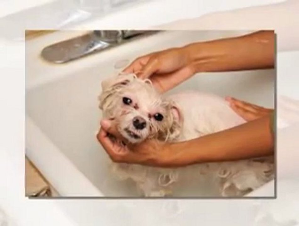 How To Groom A Dog At Home video Dailymotion