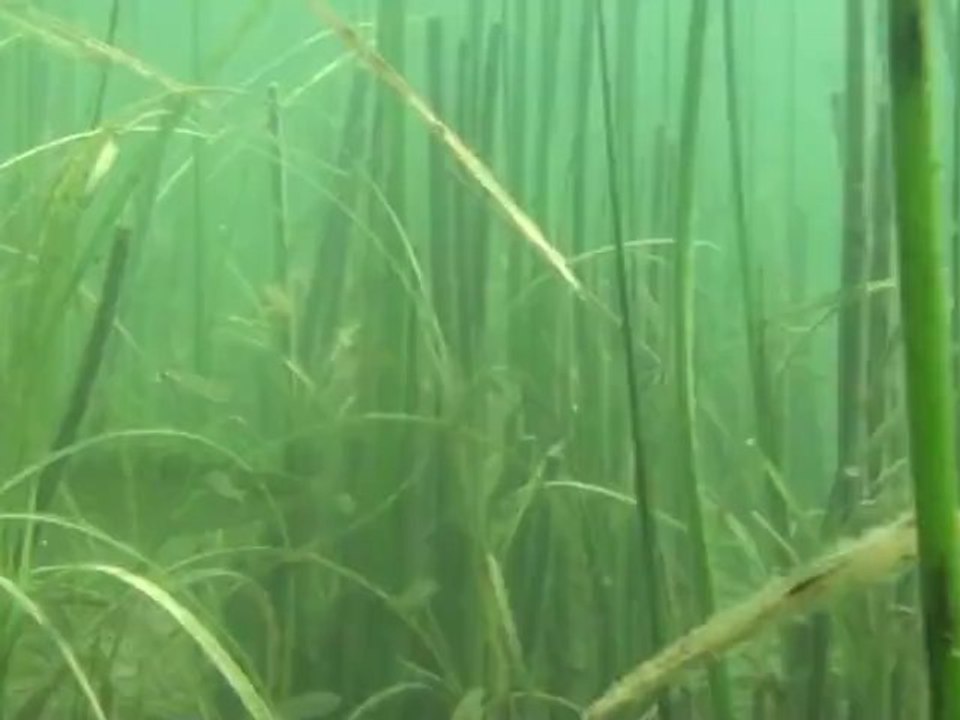 Perches et Brochets 2