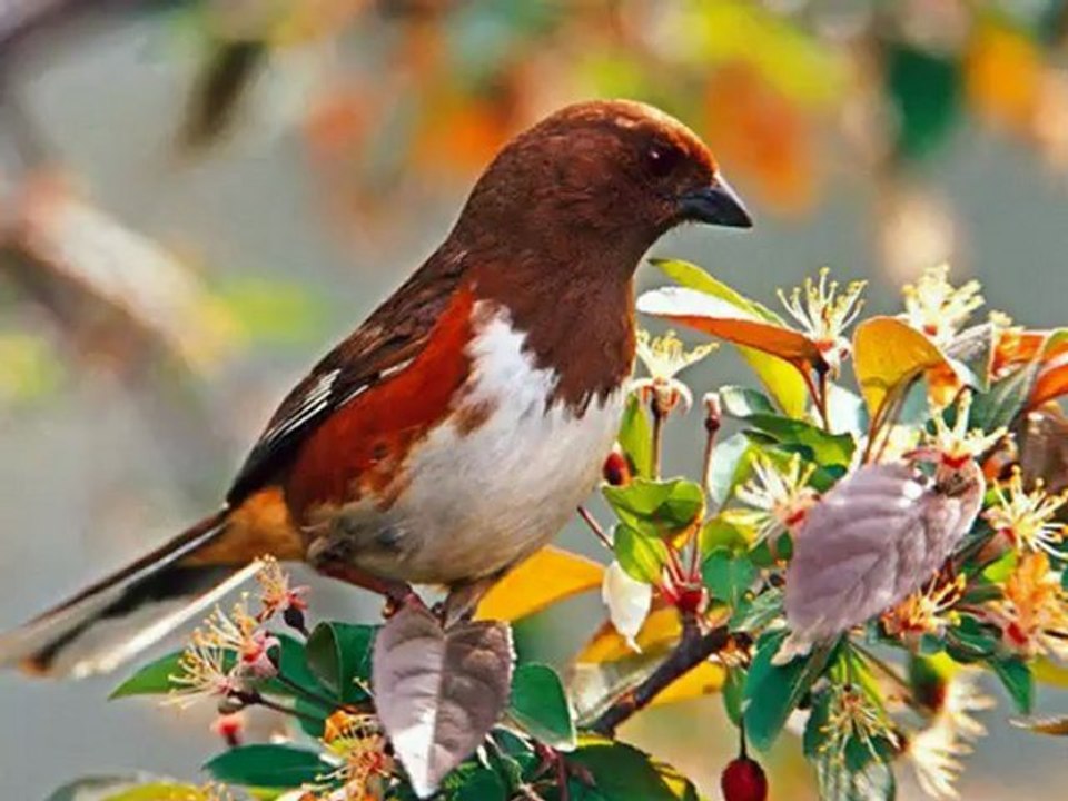 Göksel - Yalnız Kuş 2012