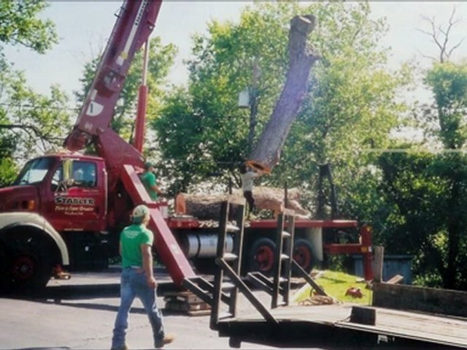 Tree Removal Carroll County MD