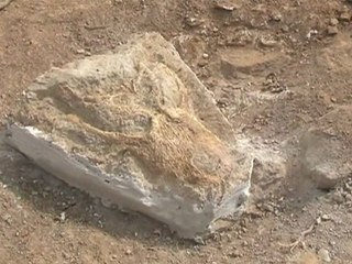 Un nouveau dinosaure découvert à Velaux !