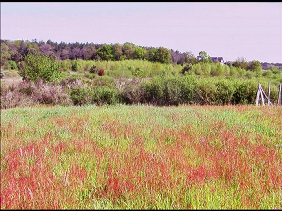 forêt de baugé