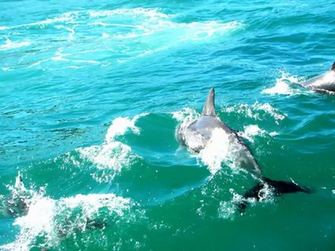 2012-08-24 - Jervis Bay Dolphine Watching Cruise