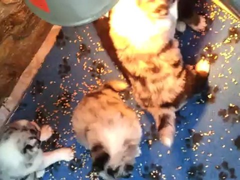 le premier repas des bébés à 3 semaines