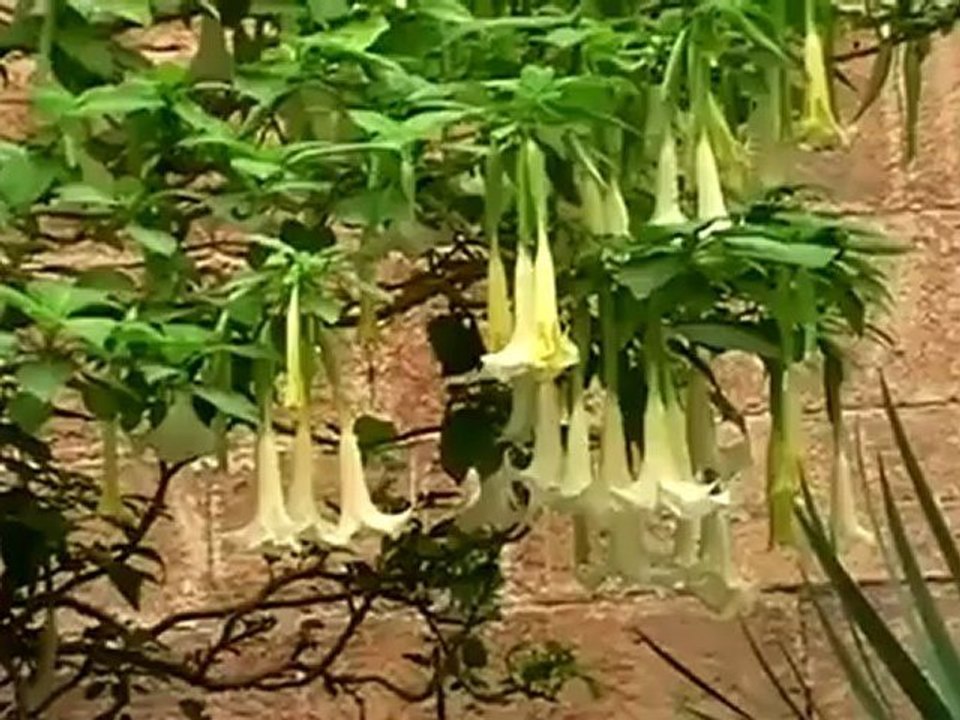 Almeria,un video de ideiarecords