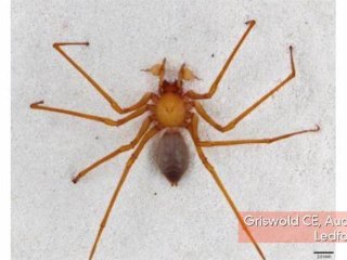 Scientists Discover Velociraptor Spider