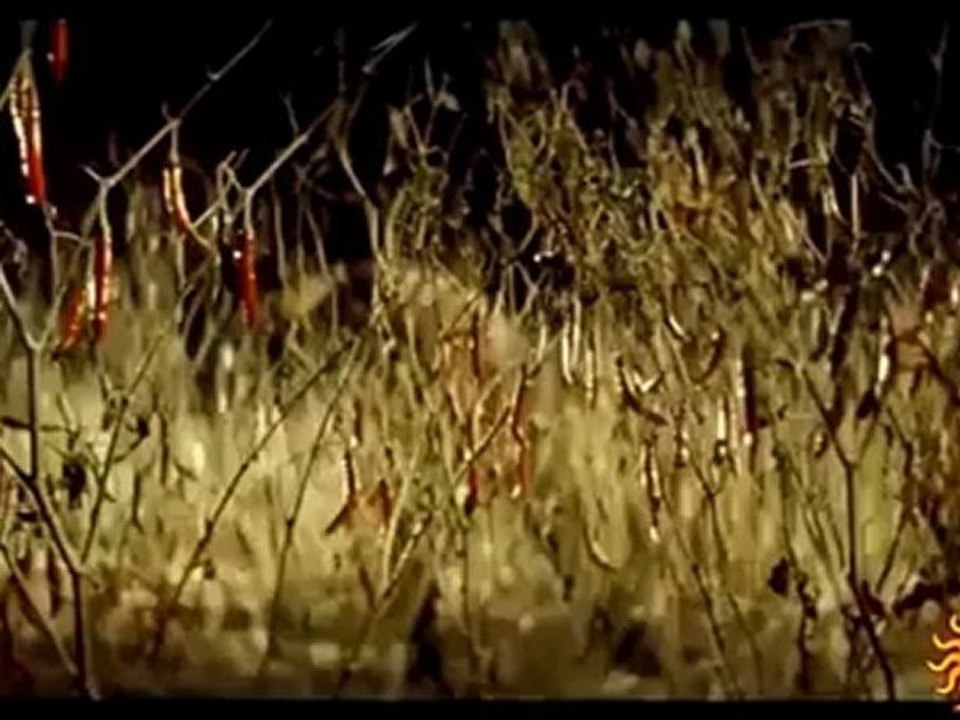 tamilzik