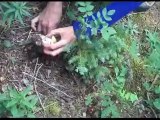 Mushroom Hunting and Foraging in he Colorado Rockies