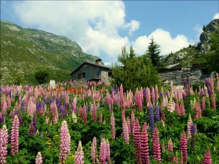 La Marmotte Bleue :mes photos en musique