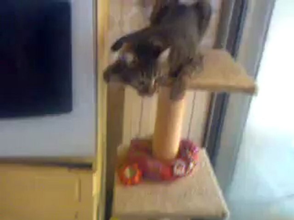 tigrou