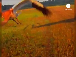 Russia launches flying school for birds